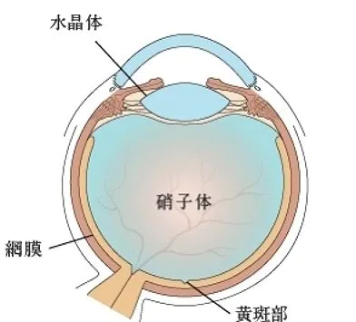 硝子体とは