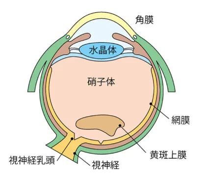 黄斑上膜・黄斑円孔・黄斑浮腫